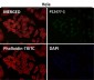 Anti-Histone H3 (acetyl K56) HIST1H3A Rabbit Monoclonal Antibody